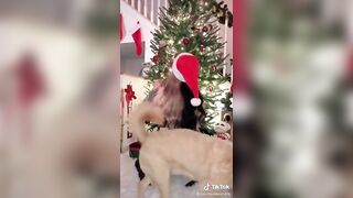 Sexy TikTok Girls: Would love to have her under my Christmas tree ♥️♥️ #3