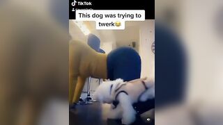 TikTok Ass: That ass got a kind of it’s own ♥️♥️ #2