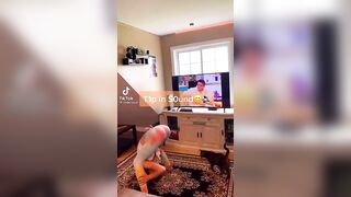 Sexy TikTok Girls: look at the tv ♥️♥️♥️♥️ #3