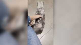 TikTok Feet: Applefoot and cat ♥️♥️ #2